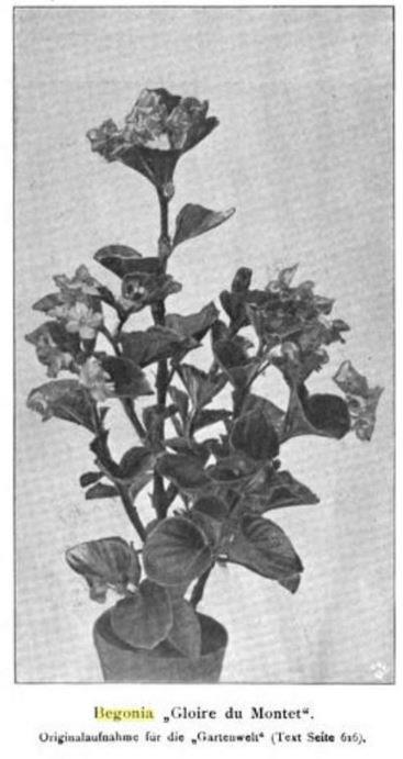 B. ‘Gloire du Montet’